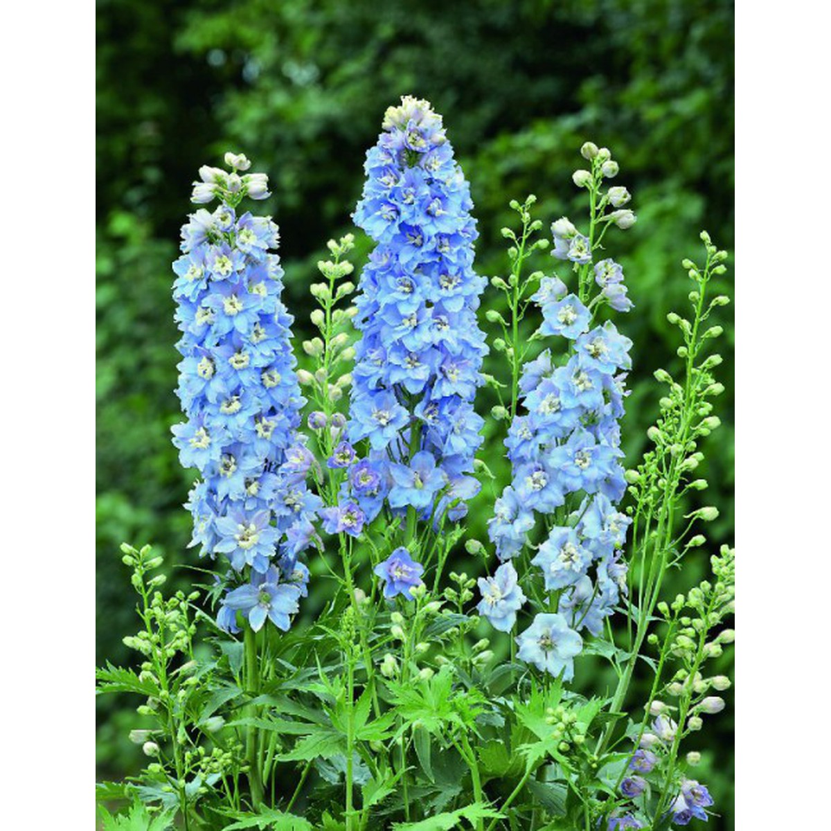Schilliger Production  Delphinium 'Jupiter Sky Blue'  19 cm