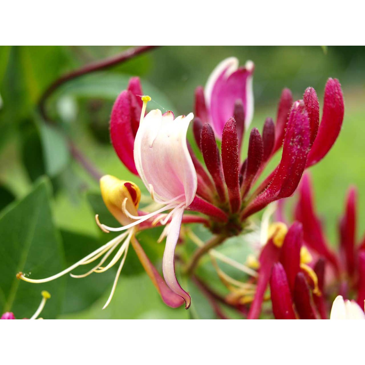 Schilliger Production  Lonicera periclymenum 'Serotina'  C6 Espalier 100/125