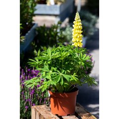 Schilliger Production  Lupinus 'Gallery Yellow'  19 cm