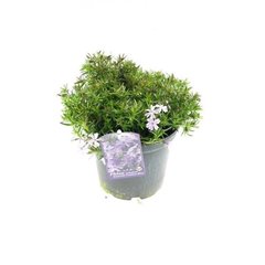 Schilliger Production  Phlox subulata 'Emerald Cushion Blue'  Pot de 12 cm