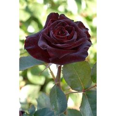   Rosier 'Black Baccara'  C6
