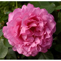 Schilliger Production  Rosier 'Yves Piaget'  C7