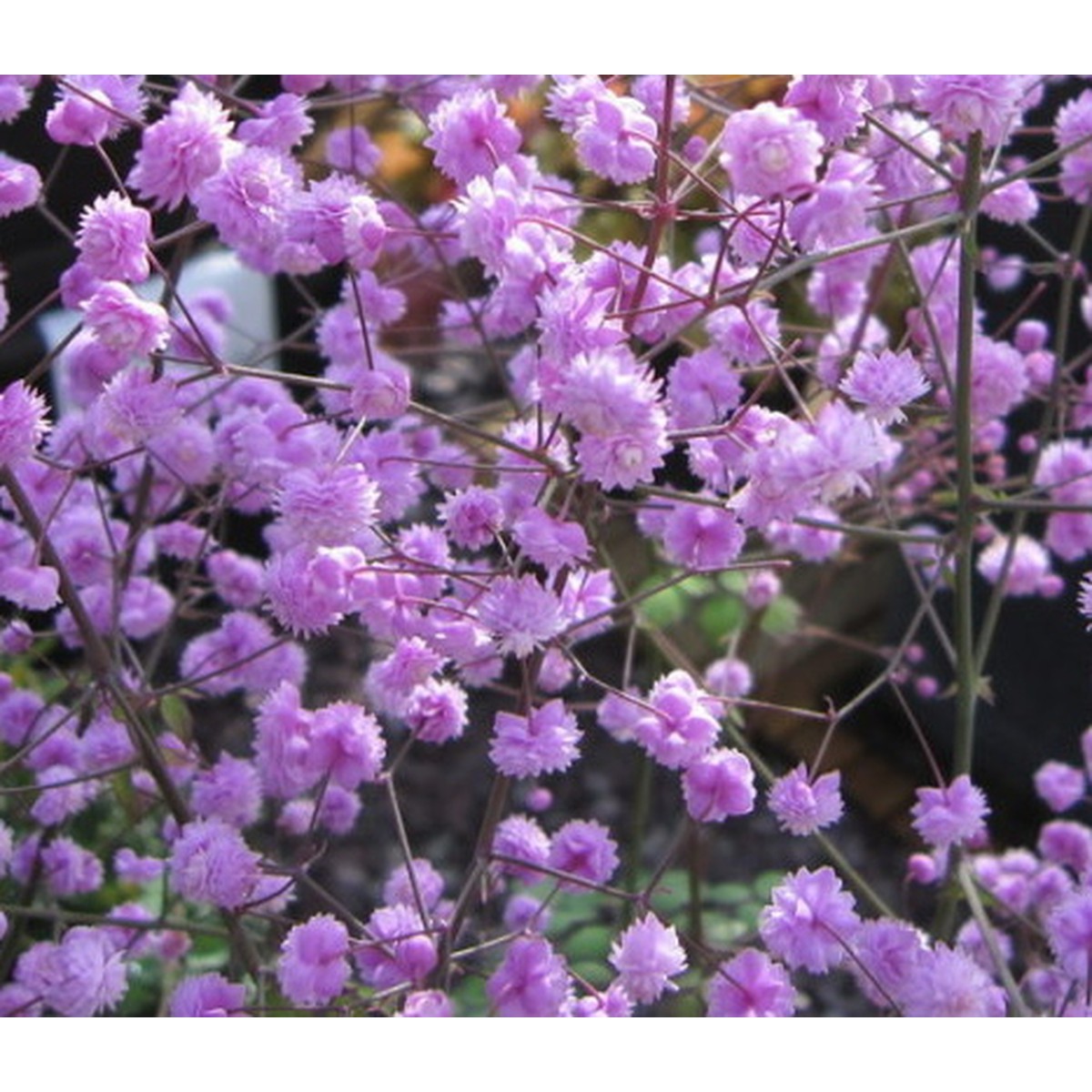 Schilliger Production  Thalictrum delavayi 'Hewitts Double'  15 cm