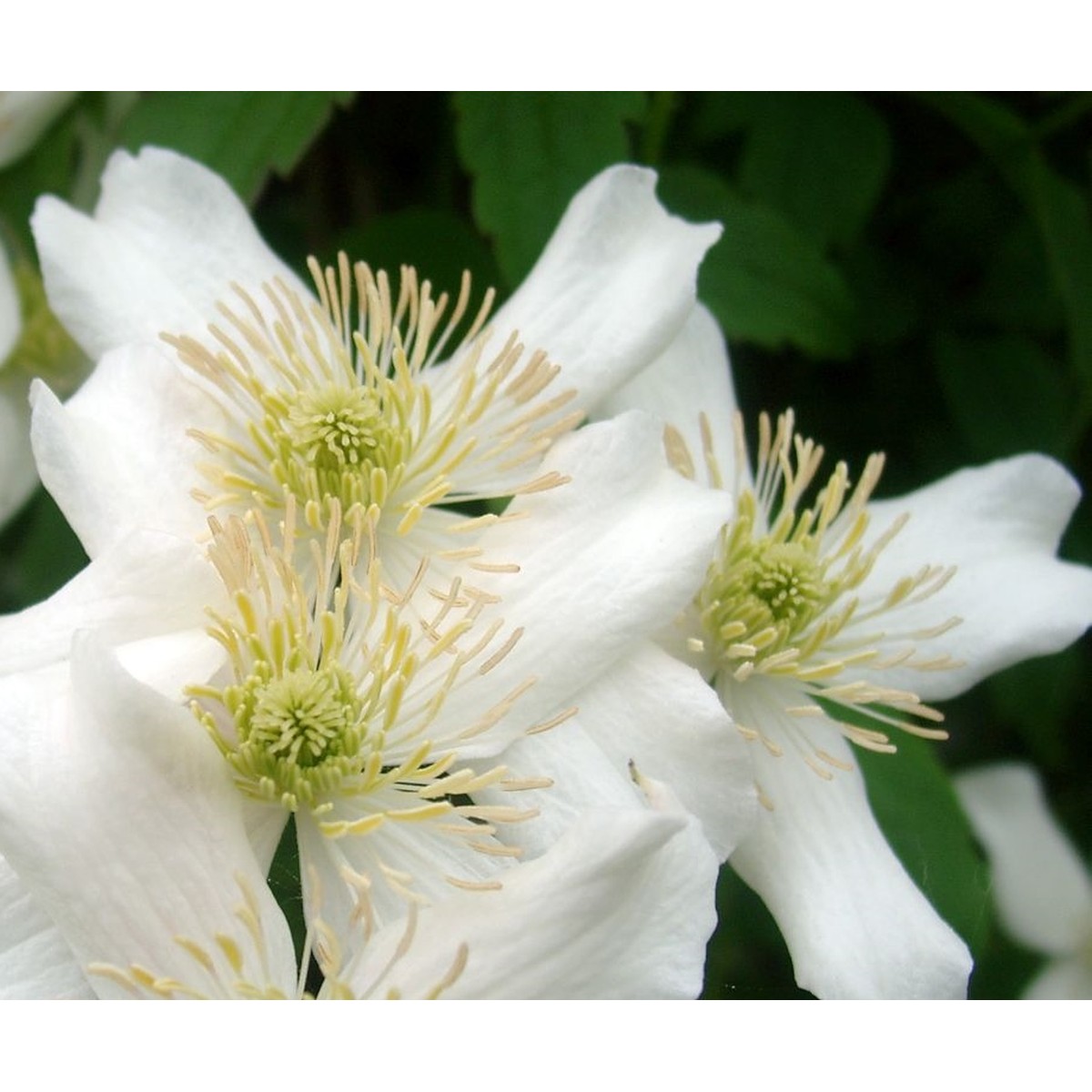   Clematis montana 'Grandiflora'  3 Tuteurs