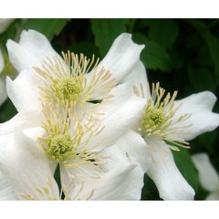   Clematis montana 'Grandiflora'  3 Tuteurs