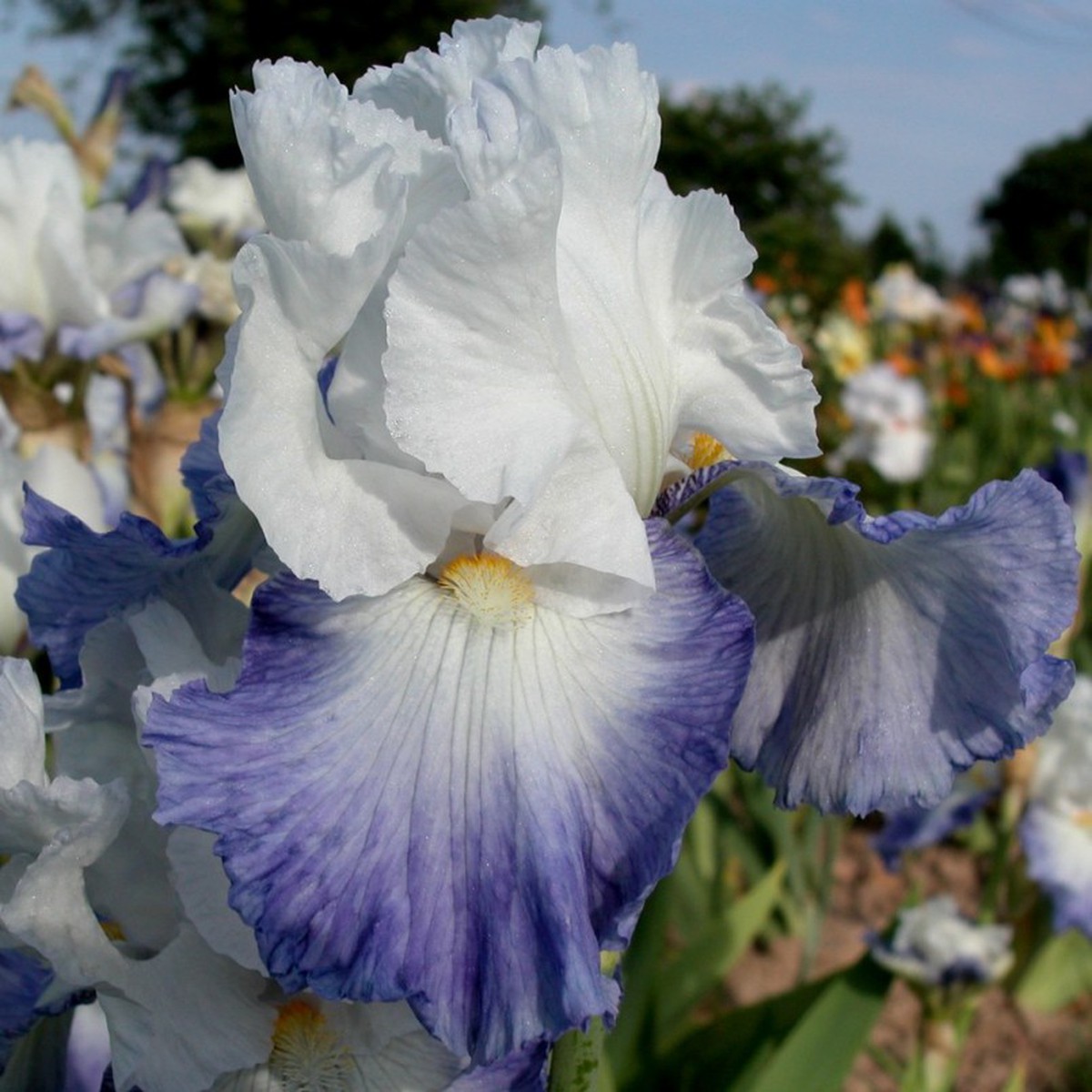 Schilliger Production  Iris germanica 'Alizés'  P15cm