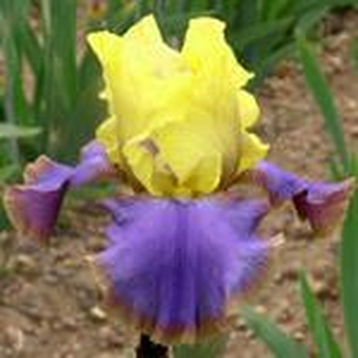 Schilliger Production  Iris germanica 'Tumultueux'  15 cm