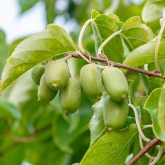 Schilliger Production  Actinidia arguta 'Issaï'  C7 100/120