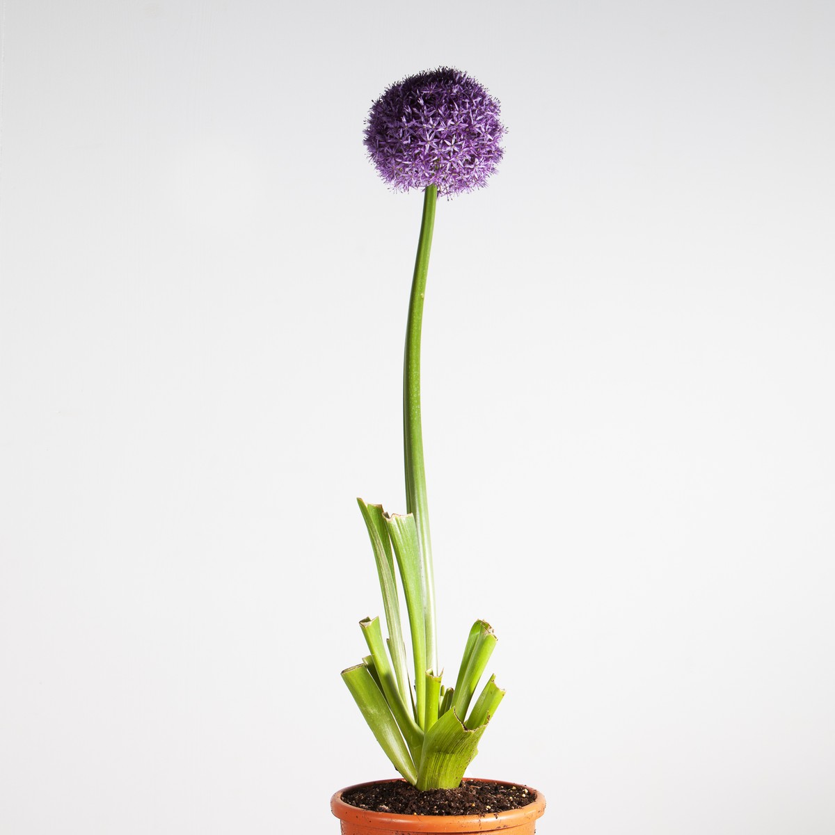 Schilliger Production  Allium giganteum 'Gladiator'  Pot 20 cm