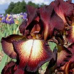Schilliger Production  Iris germanica 'Provencal'  15 cm