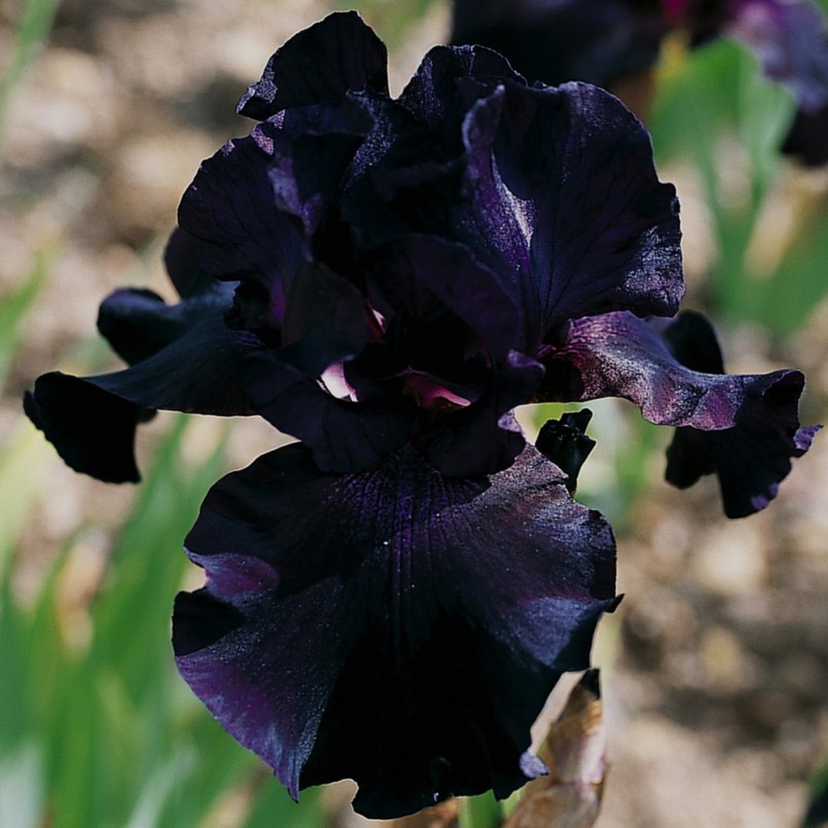 Schilliger Production  Iris germanica 'Superstition'  15 cm