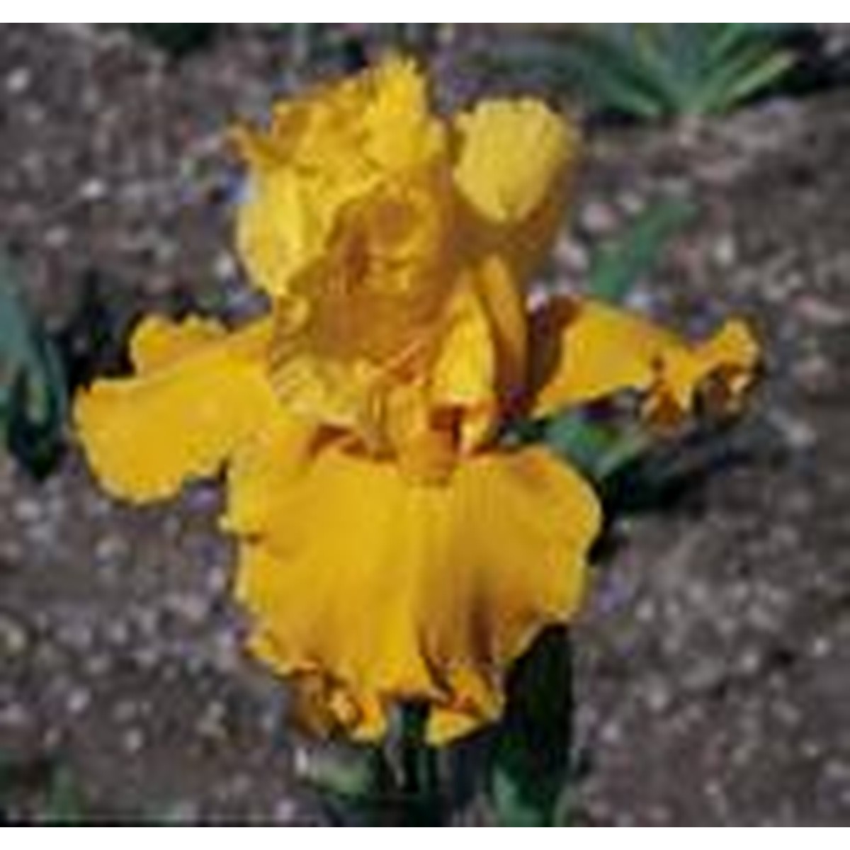 Schilliger Production  Iris germanica 'Tut's Gold'  15 cm