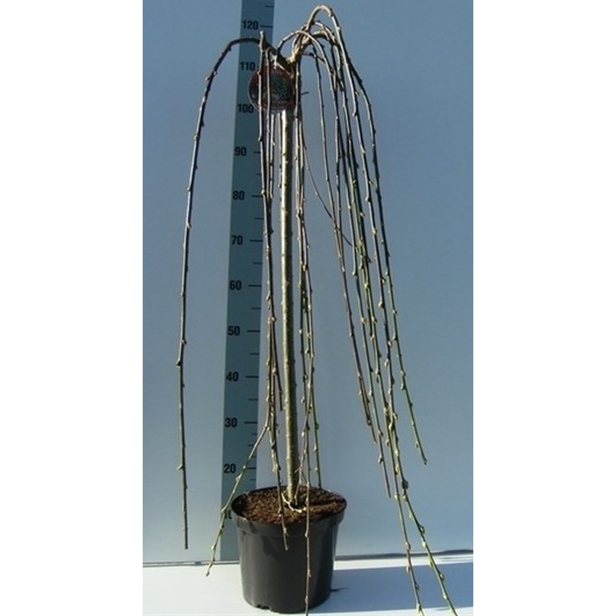   Salix caprea 'Kilmarnock'  C7.5 Tige 120 cm