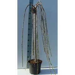   Salix caprea 'Kilmarnock'  C7.5 Tige 120 cm
