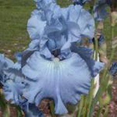 Schilliger Production  Iris germanica 'Carribean Dream'  15 cm