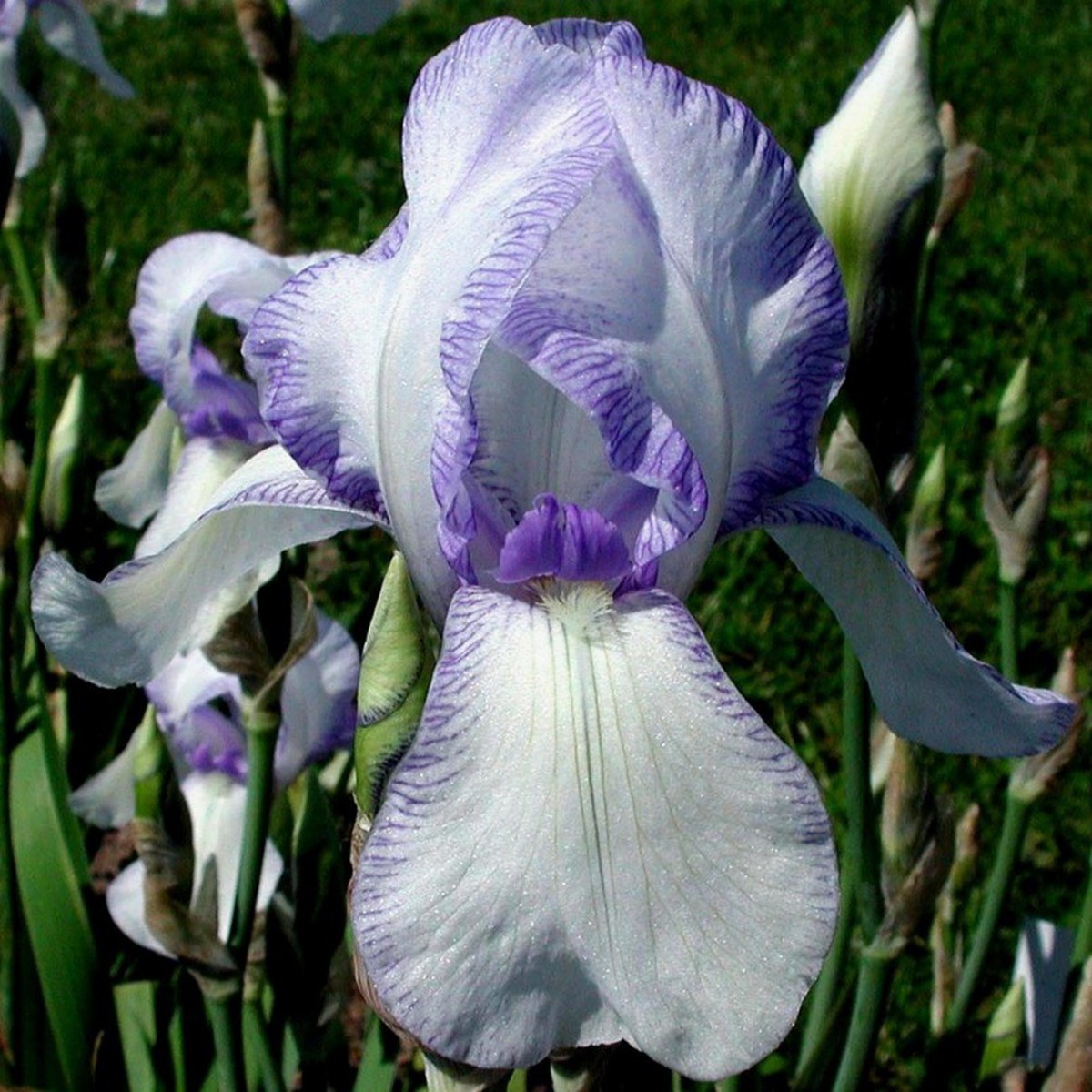 Schilliger Production  Iris germanica 'Ma Mie'  P15