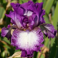 Schilliger Production  Iris germanica 'Mariposa Automn'  15 cm