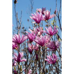   Magnolia obovata 'Purpurea'  C30 125/150