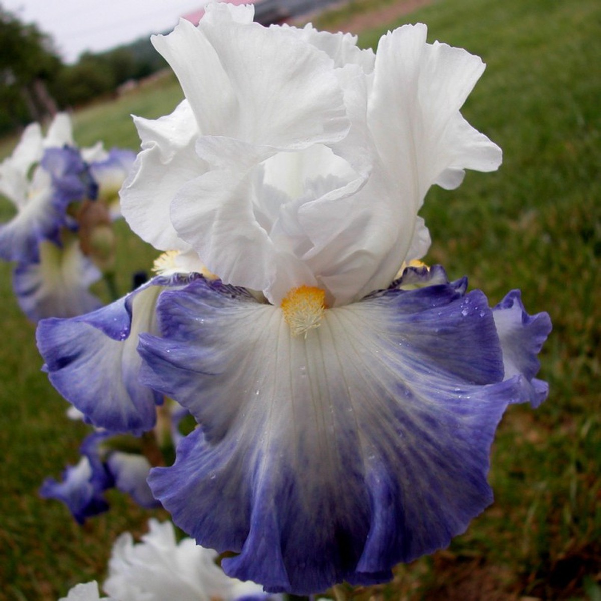 Schilliger Production  Iris germanica 'Fabuleux'  15 cm