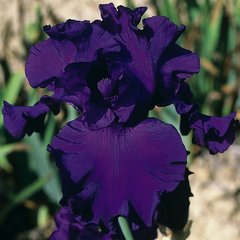 Schilliger Production  Iris germanica 'High Stakes'  15 cm