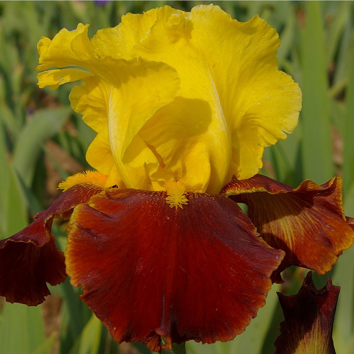 Schilliger Production  Iris germanica 'Andalou'  15 cm