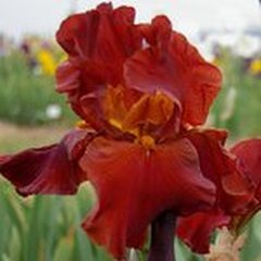 Schilliger Production  Iris germanica 'Gallant Moment'  15 cm