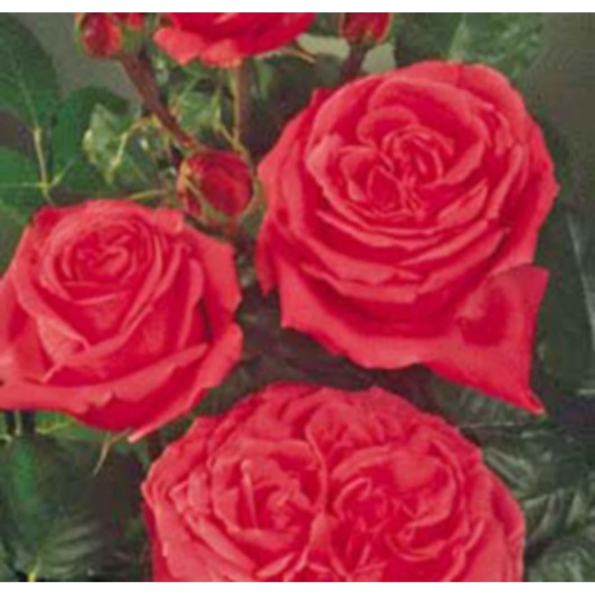 Schilliger Production  Rosier 'Auguste Renoir'  sans