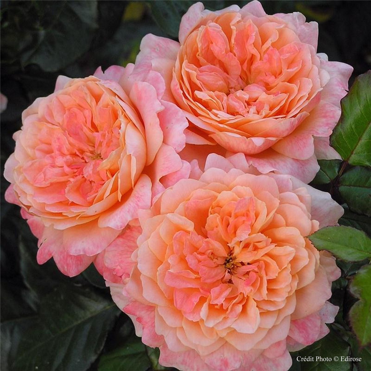 Schilliger Production  Rosier anglais 'King Arthur'  C6