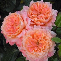 Schilliger Production  Rosier anglais 'King Arthur'  C6