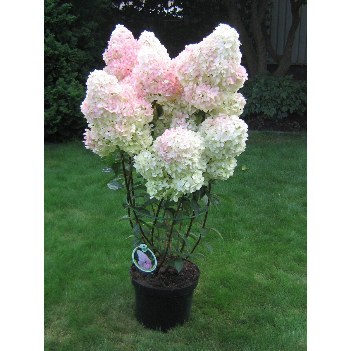 Schilliger Production  Hydrangea paniculata 'Vanille Fraise ®'  Nouvelle cult