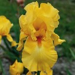 Schilliger Production  Iris germanica 'Côte d'or'  Pot de 15 cm