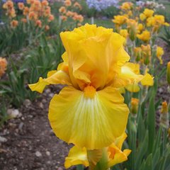 Schilliger Production  Iris germanica 'Gold Galore'  Pot de 15 cm