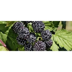Production Suisse  Rubus 'Black Jewel'  C47