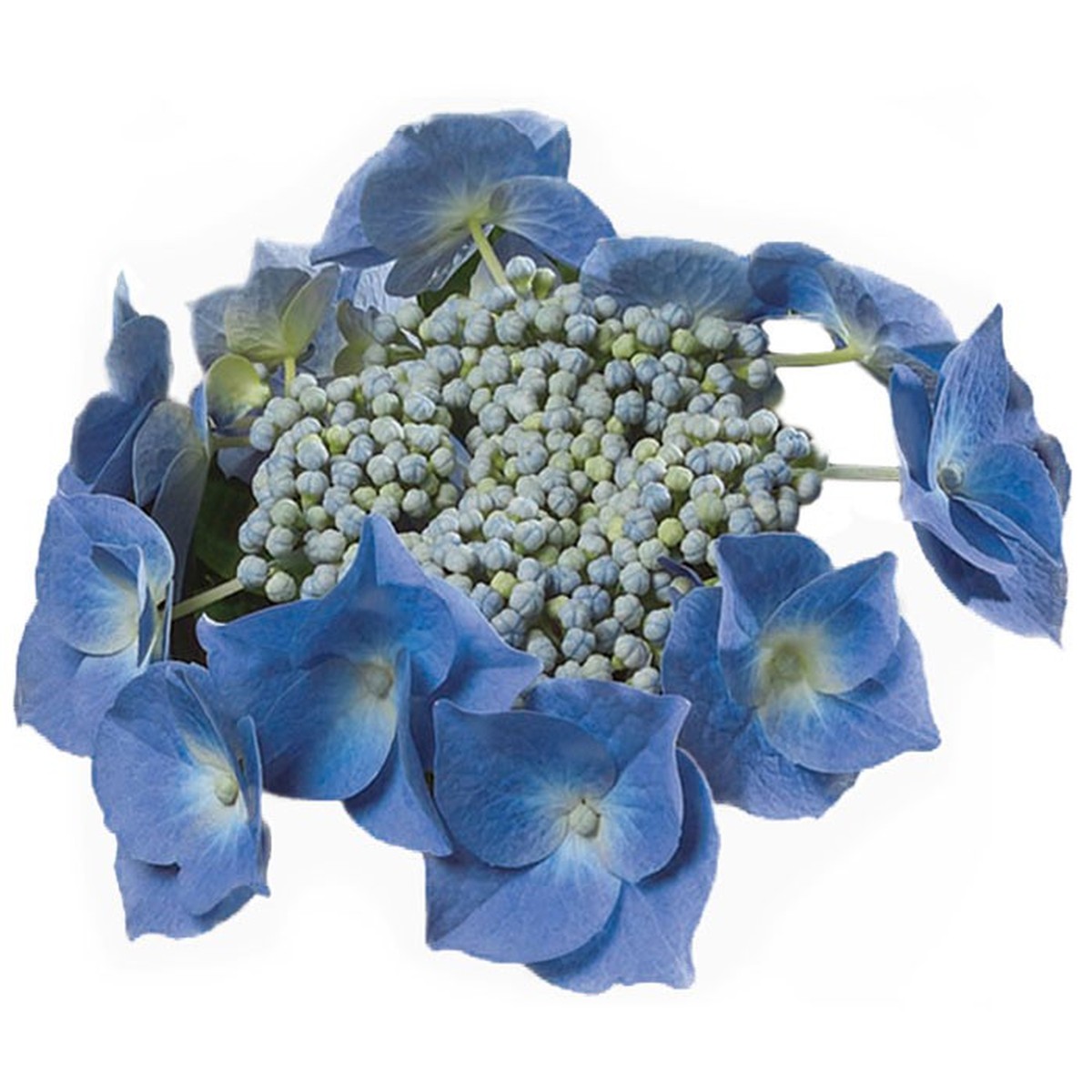   Hydrangea macrophylla 'Teller Blaumeise' BLEU  P30 - C10