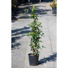   Trachelospermum jasminoides  Pot 17 cm h90