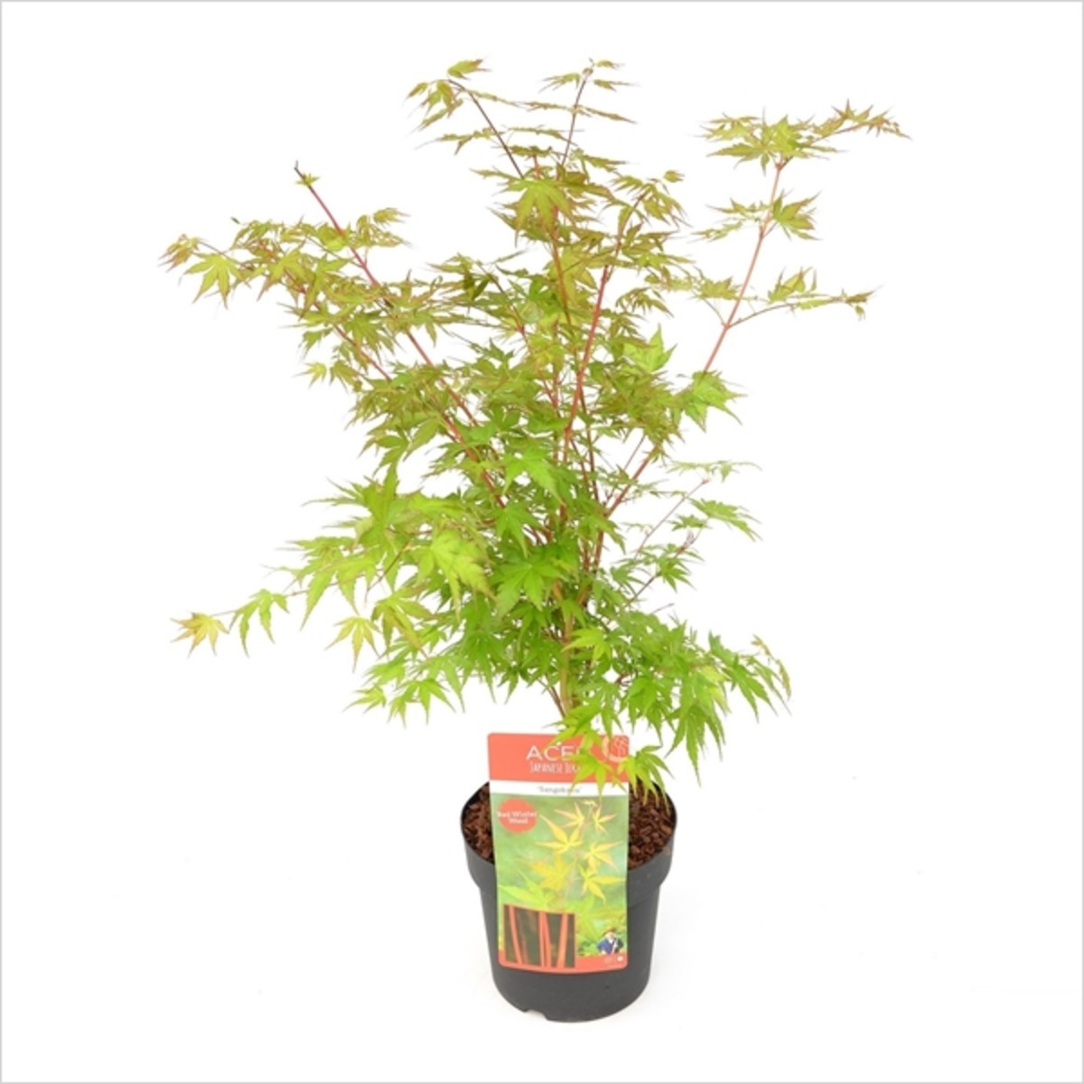   Acer palmatum 'Sango Kaku'  C3 50/60