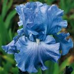 Schilliger Production  Iris germanica 'Delta Blues'  15 cm