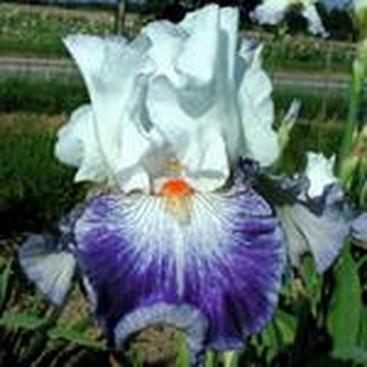 Schilliger Production  Iris germanica 'Marbre Bleu'  15 cm