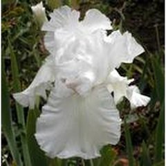 Schilliger Production  Iris germanica 'Skating Party'  15 cm