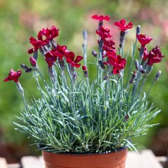 Schilliger Production  Dianthus gratianopolitanus 'Rubin'  Pot de 12 cm