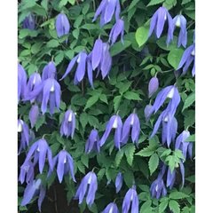 Schilliger Production  Clematis alpina 'Francis Rivis  C9 100/125