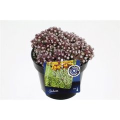 Schilliger Production  Sedum spathulifolium 'Cape Blanco'  12  cm