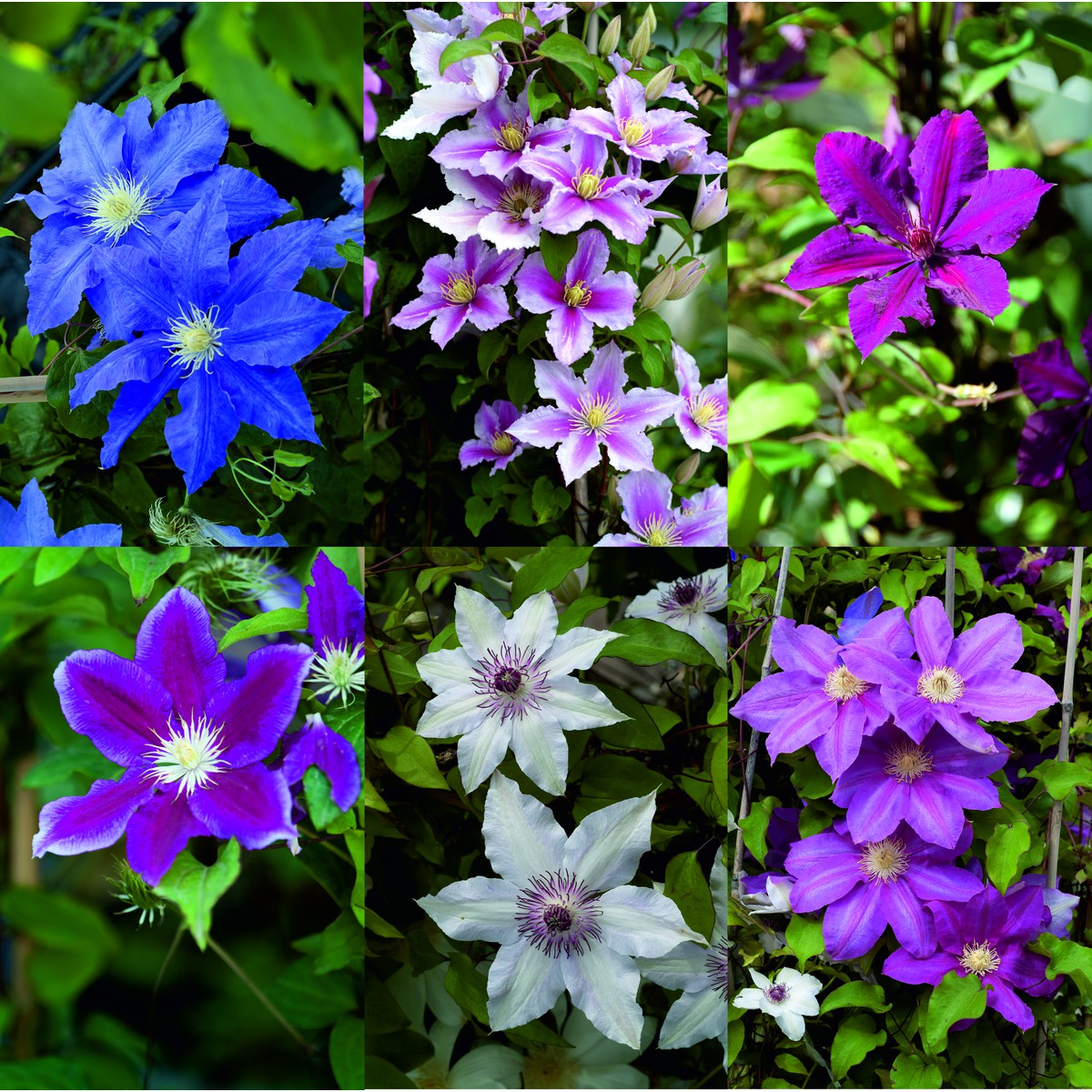 Schilliger Production  Clématite à floraison estivale  3Tuteurs