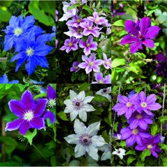 Schilliger Production  Clématite à floraison estivale  3Tuteurs