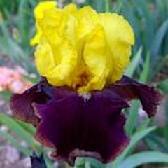 Schilliger Production  Iris germanica 'Country Charm'  15 cm