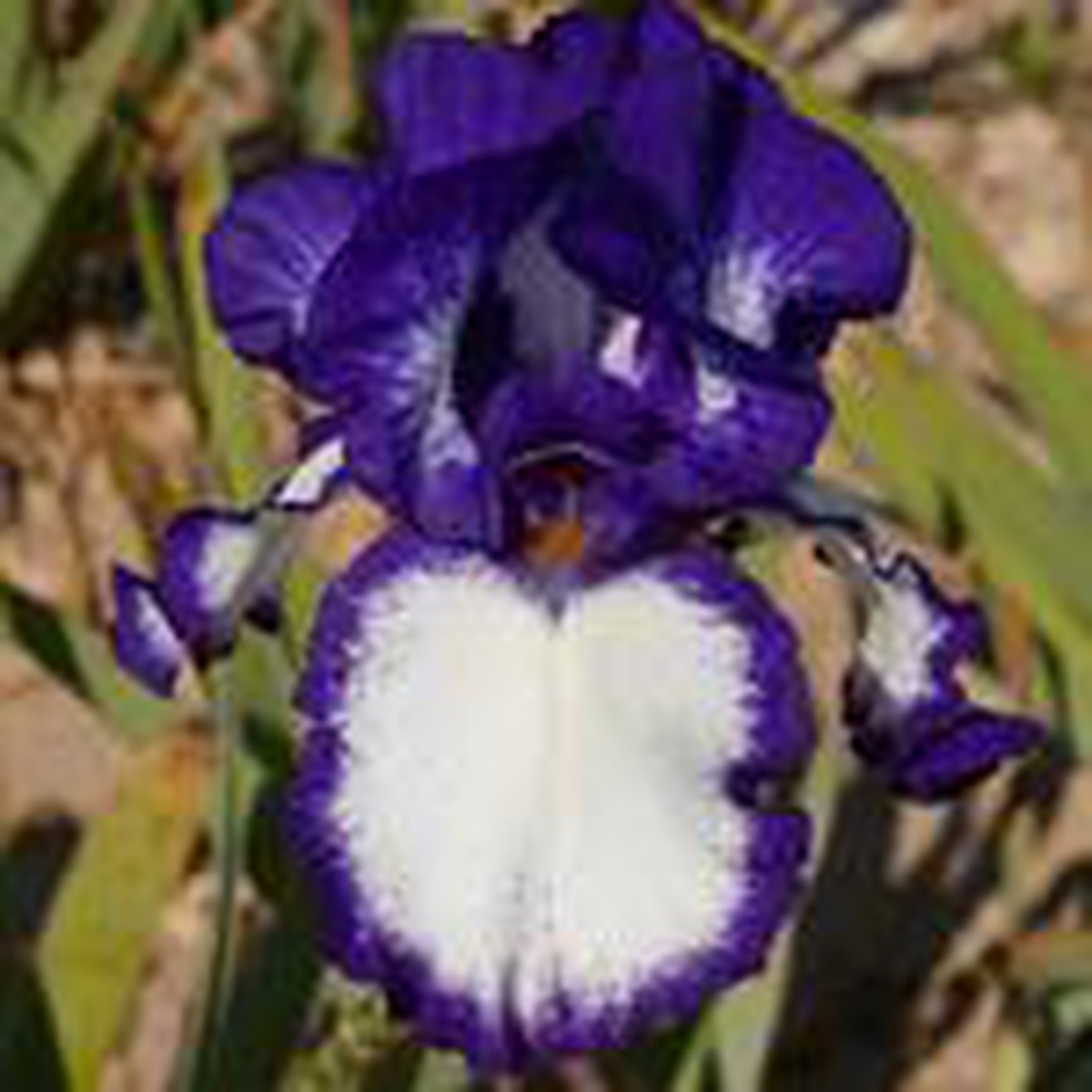 Schilliger Production  Iris germanica 'Rare quality'  15 cm
