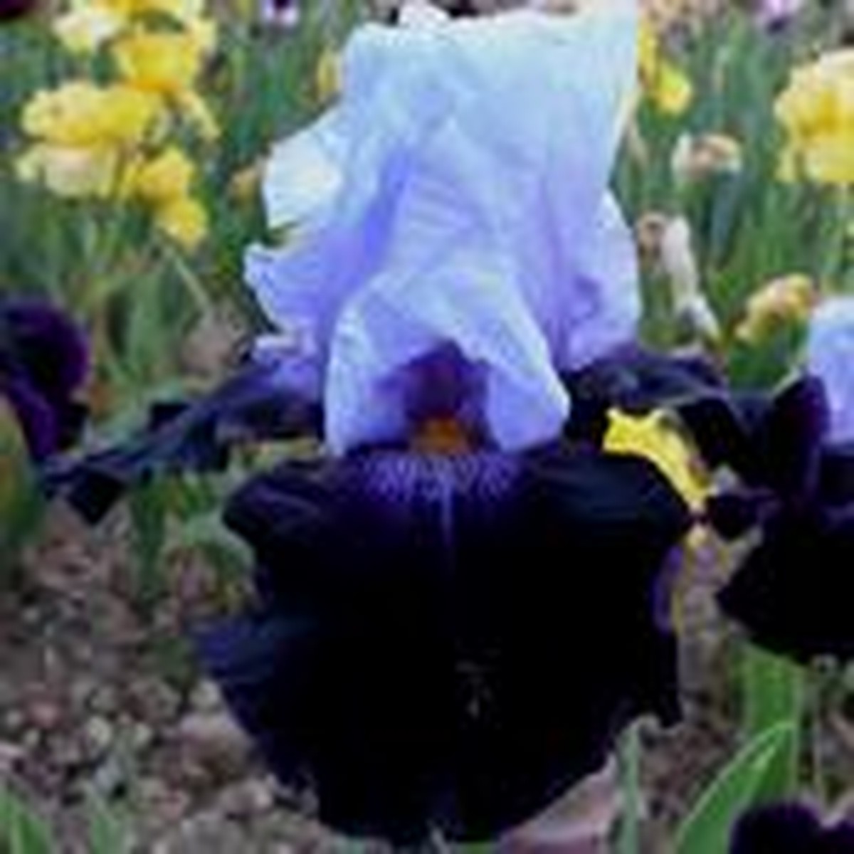 Schilliger Production  Iris germanica 'Tempting Fate'  15 cm