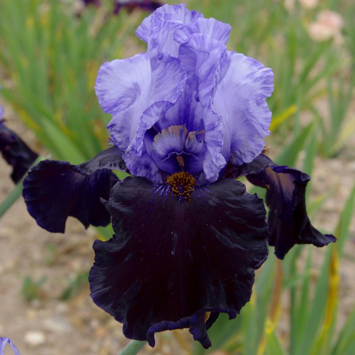 Schilliger Production  Iris germanica 'Dangerous Mood'  15 cm