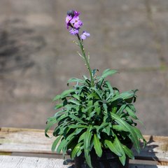   Erysimum 'Bowles Mauve'  P13 10/15