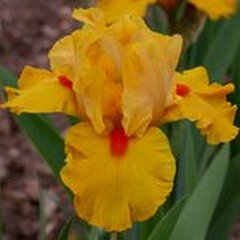   Iris germanica 'Jus de Pomme'  15 cm